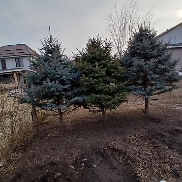 триммер садовый: Саженцы деревьев: Ели — 8