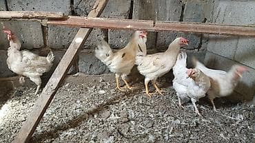 кох брама: Продаю | Петух, Куры | Брама, Хай-Лайн Браун, Дакан | На забой, Несушки — 7
