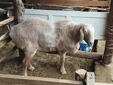 Продаю | Овца (самка) | Для разведения | Племенные at lalafo.kg Продаю | Овца (самка) | Для разведения | Племенные