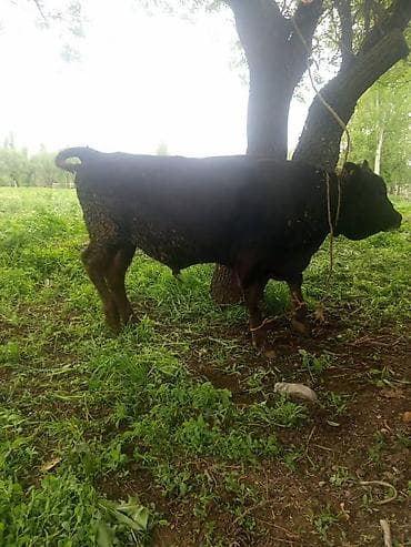 прадаю баран: Продаю | Бык (самец) | На откорм | Племенные — 3