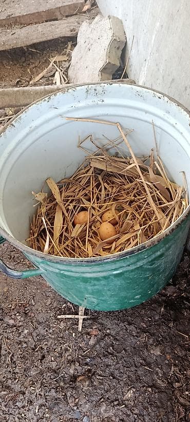 Үй жаныбарлары: ПРОДАЮ!!! ЯЙЦА. ИЗ ПОД ДАКАНА КОРЕЕЦ Из под чемпиона есть данные И — 9