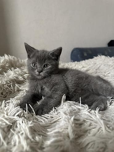 Британская короткошёрстная, 2 месяца, Мальчик, Серый, Приучена к лотку