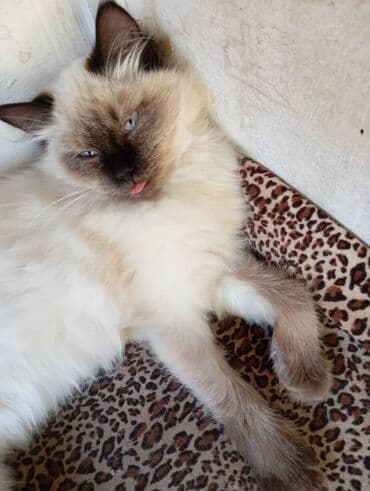 рэгдолл купить: Котята домашние, пушистые и ласковые. - Окрас: колор-пойнт (светлый — 3