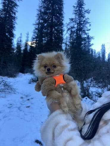 белый шпиц: Шпиц, 7 месяцев, Самец — 1