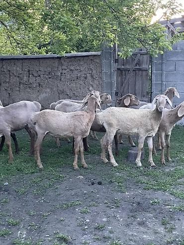 Продаю | Ягненок | Арашан | Для разведения — 3