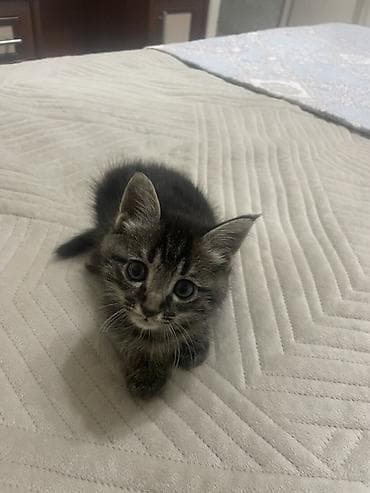 Котята, домашний помёт. Описание: - Возраст на фото: примерно 1,5–2