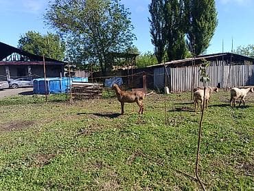 тук сена: Продаю | Овца (самка) | Арашан | Для разведения — 4