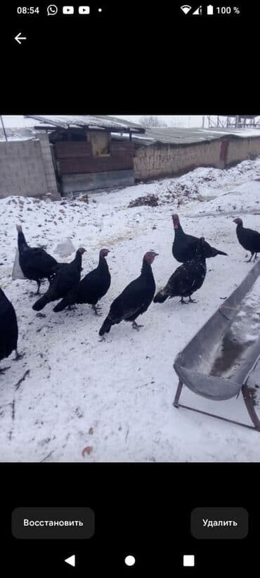 Ундук тор короздору 3700 Дон 5000 минге чейин мекиштери 2500 Дон 3500 at lalafo.kg Ундук тор короздору 3700 Дон 5000 минге чейин мекиштери 2500 Дон 3500