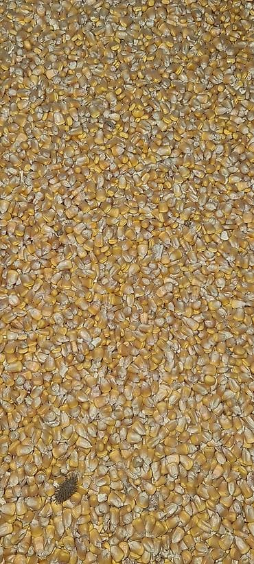 Продам кукурузу сухая. Сорт пионер