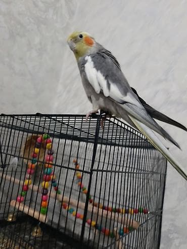 кошка породы мейн кун: Нимфа (корелла) серо-белого окраса с жёлтым хохолком и оранжевыми — 3