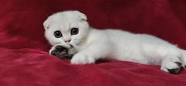 латок для кота: Скотиш Фолд (Шотландская вислоухая), 2 месяца, Девочка, Серебристая шиншилла — 3