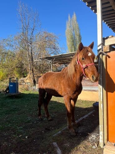 цены породистых собак: Продаю | Конь (самец) | Рабочий — 3