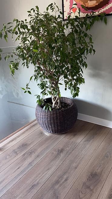 фикус: Фикус Бенджамина с декоративно сплетённым стволом в большом кашпо. - — 3