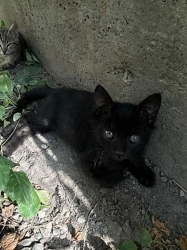 black cat: Отдадим в добрые руки. Котята, домашние, ласковые и игривые. Описание — 5