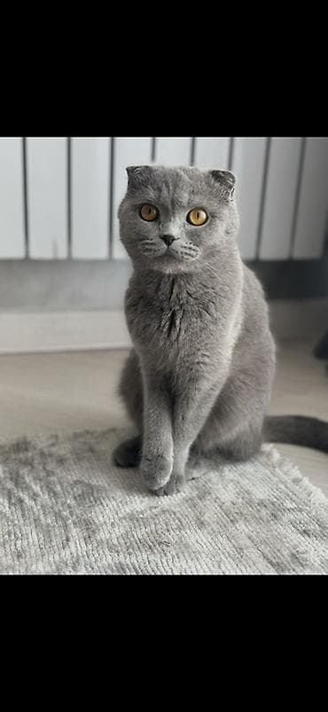 Продажа кошек: Скотиш Фолд (Шотландская вислоухая), 3 года, Девочка, Голубой, Приучена к лотку — 1