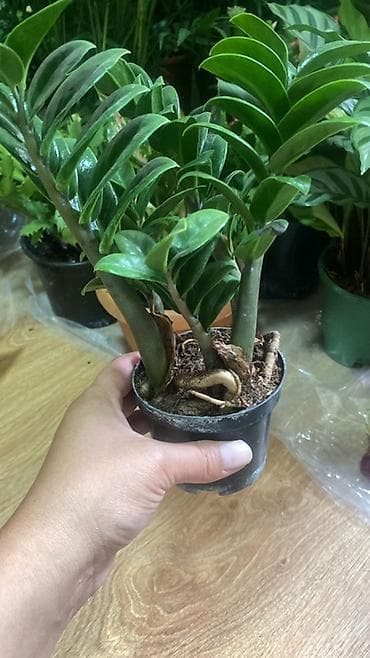 led matrix panel: Комнатные растения в горшках 1) Замиокулькас (Zamioculcas zamiifolia) — 1