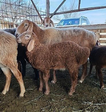 дом кошка: Продаю | Баран (самец) | Арашан | Для разведения | Племенные, Осеменитель — 3