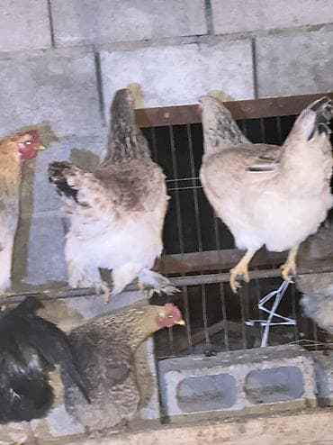 индюк бишкек: Домашние куры и петухи 80 кур и 100 петухов — 3