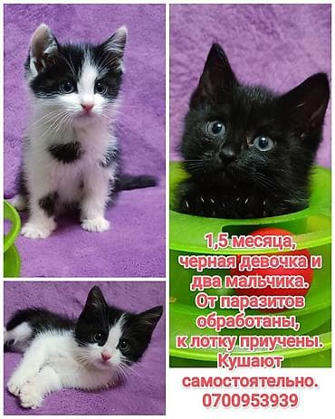 маленькие котята даром: БЕСПЛАТНО! Котята 1,5 месяца, черно-белые мальчики и девочка пантера — 1