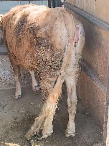 парода тай: Продаю | Бык (самец) | Полукровка | На забой — 1