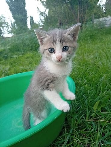 кошка манас: Кошка даром: Беспородная, 2 месяца, Мальчик — 2