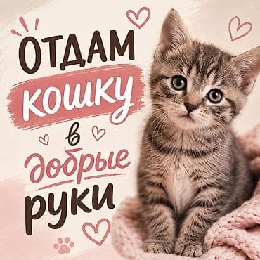 Котёнок полосатый (серо-коричневый табби) - Возраст: примерно 1,5–2