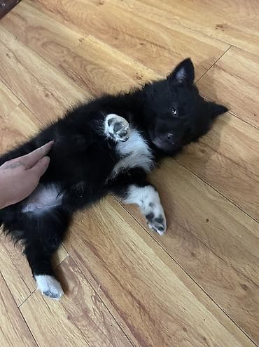 отдам даром щенят: Собака даром: Дворняжка, 2 месяца, Самка — 6