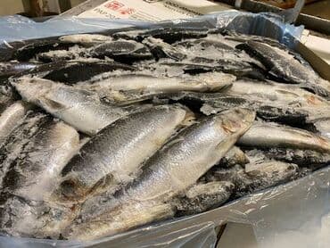 толстолоб оптом: Замороженный, До 1 кг, Бесплатная доставка, Самовывоз, Платная доставка — 8