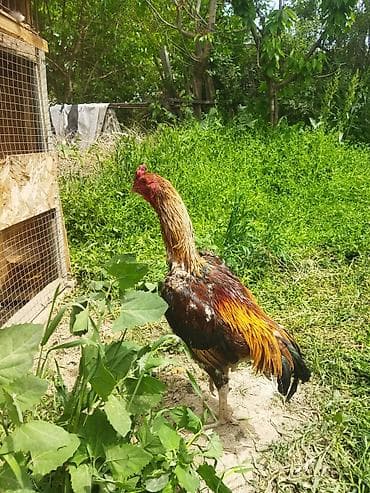 купить птиц: Продаю | Петух | Для разведения — 1