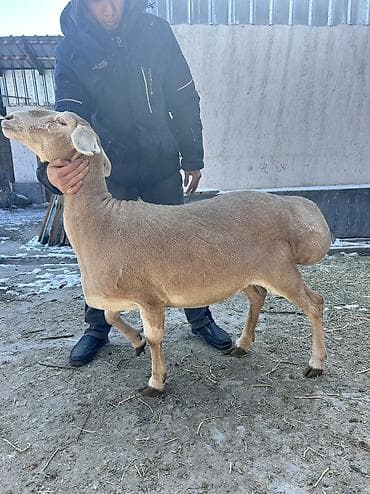 Козы, козлы: Продаю | Овца (самка) | Арашан | Для разведения, Для шерсти | Ярка — 5