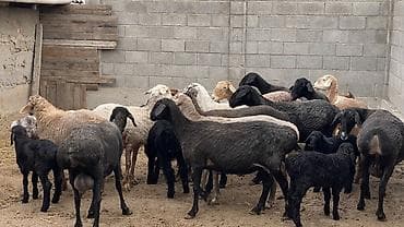 купить барана: Продаю | Овца (самка), Ягненок | На забой, Для разведения | Матка, Ягнившаяся — 10