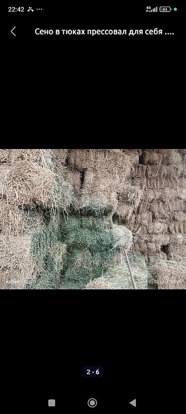 Услуги ветеринара: Сено в тюках 3- косс беде таза камыш жок - Прессованное сено в — 3