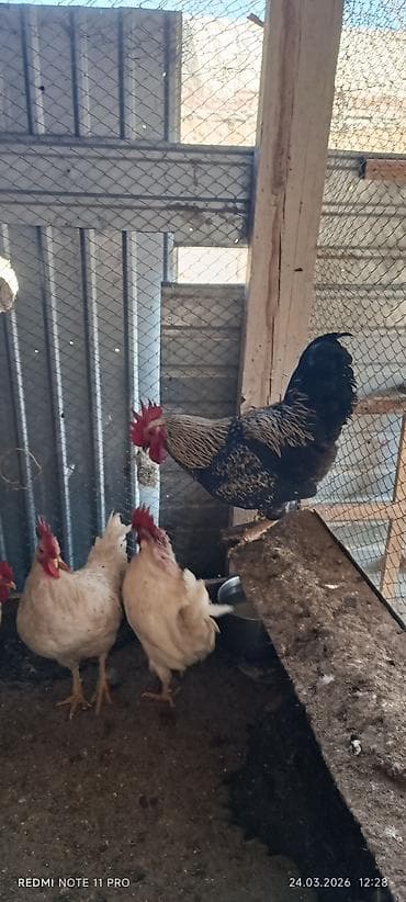 кошки сиамские: Продаю | Петух | Для разведения — 3