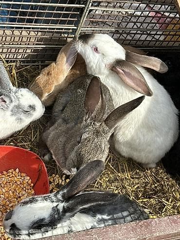 продаю кролики: Продаю | Крольчата | Для разведения | Племенные — 3