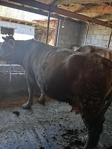 карова парода: Продаю | Корова (самка) | Швицкая | Для молока | Привязанные — 4