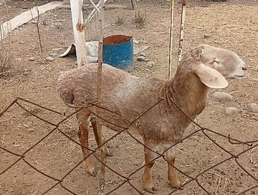 ара: Сатам | Кочкор (эркек) | Арашан | Көбөйтүү үчүн | Жасалма жол менен боозутуу — 6