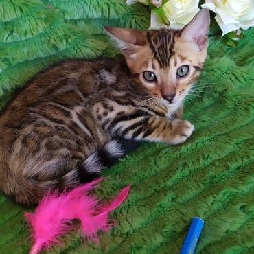 леопардовая кошка цена: Бенгальские котята !!! домашние. мини леопардики. Друзья у нас — 3
