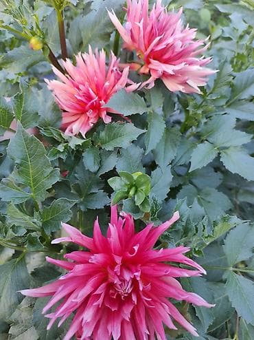 гортензия метельчатая: Садовые цвета и саженцы многолетники,хосты гортензии флоксы — 10