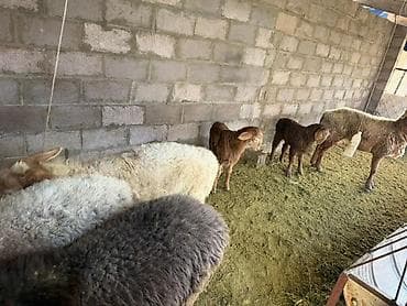 пары челек: Продаю | Овца (самка) | Арашан | Для разведения | Матка — 6