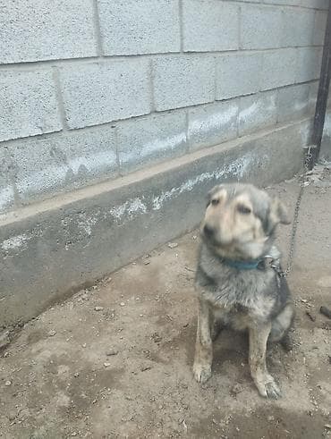 шпиц черный цена: Собака среднего размера, дворняжка/метис. Окрас серо‑черный с — 3