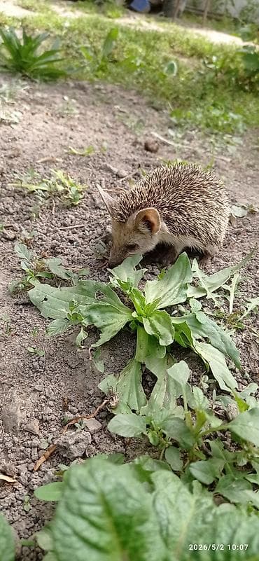 куплю червей: Ежи ушастые (Hemiechinus auritus) Описание: - Вид: ушастый ёж — — 2