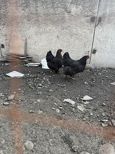 А/ч жаныбарлары үчүн тоюттар: Сатам | Тооктор | Кохинхин | Көбөйтүү үчүн — 2