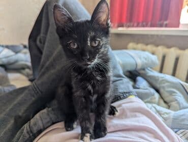 дом кошка: Кошка даром: Беспородная, 2 месяца, Девочка, Приучена к лотку — 2