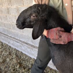 продаю в связи с переездом: Продаю | Баран (самец) | Для разведения | Племенные, Осеменитель — 7