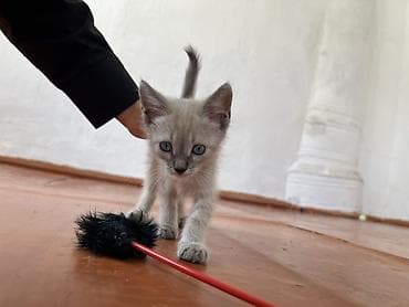 Мышык кууту: 🐾 Ищем любящих хозяев для двух котят! 🏡❤️ По Токмаку привезем лично в — 4