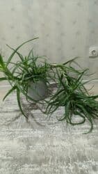 н.с.жусупбекова а.а.оморова г.с.чепекова гдз 6 класс: Алоэ 
возраст 5 лет 
650 сом — 2