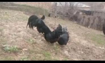 куры австролоп: Продаю цыплят чистокровного австралопа румынской линии — 1