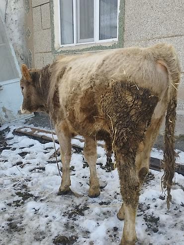 Грызуны: Продаю | Бык (самец) | Полукровка | На откорм | Привязанные — 6