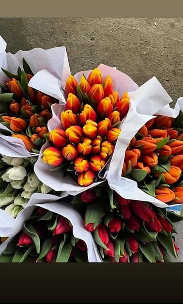 морковь оптом: 🌷 ТАКОЙ ЦЕНЫ В КЫРГЫЗСТАНЕ НЕТ 🌷 Голландские тюльпаны — 65 сом оптом — 3