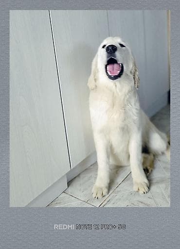 бишкектен уй сатылат: Ретривер, 5 айлык, Ургаачы, Ит тегин тастыктоочу документ — 3